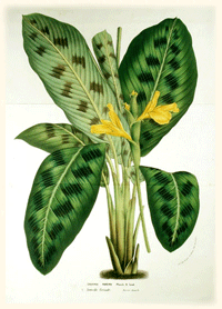 marantaceae